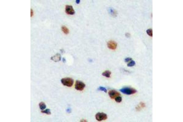 RPS19BP1 antibody  (Center)