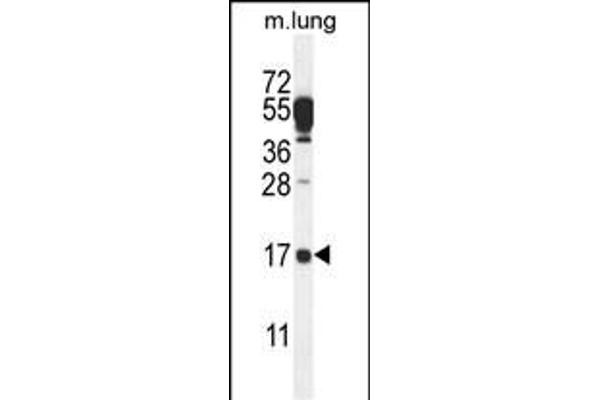 C14orf126 antibody  (C-Term)