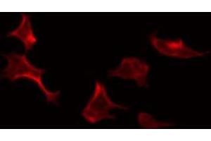 Image no. 3 for anti-Synaptotagmin Binding, Cytoplasmic RNA Interacting Protein (SYNCRIP) antibody (ABIN6257868)