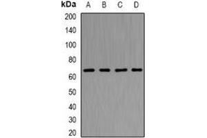 Image no. 3 for anti-Nucleoporin 62kDa (NUP62) antibody (ABIN3198237)