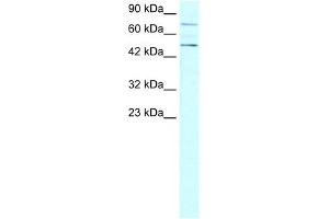 Image no. 1 for anti-Protein Inhibitor of Activated STAT, 4 (PIAS4) (N-Term) antibody (ABIN2777708)