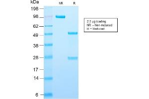 Image no. 3 for anti-Perilipin 2 (PLIN2) (AA 249-376) antibody (ABIN6939160)