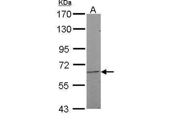 NR5A2 + LRH1 antibody  (Center)