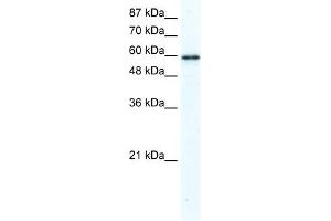 Image no. 2 for anti-GTPase Activating Protein (SH3 Domain) Binding Protein 1 (G3BP1) (N-Term) antibody (ABIN2780221)