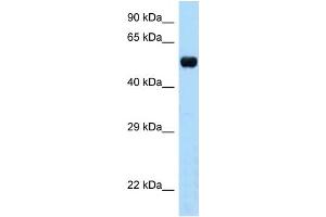 Image no. 1 for anti-TAP Binding Protein-Like (TAPBPL) (N-Term) antibody (ABIN2782938)