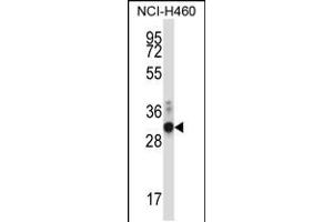 Image no. 1 for anti-Zinc Finger Protein-Like 1 (ZFPL1) (AA 191-219) antibody (ABIN5534855)