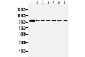 Image no. 3 for anti-SPARC-Like 1 (Hevin) (SPARCL1) (AA 649-664), (C-Term) antibody (ABIN3042909)