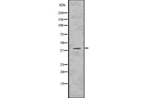 Image no. 2 for anti-Protein Kinase, CAMP Dependent, Catalytic, beta (PRKACB) (pThr197) antibody (ABIN6256496)