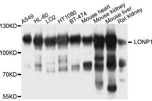 Image no. 1 for anti-Lon Peptidase 1, Mitochondrial (LONP1) antibody (ABIN1680707)