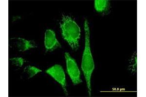 Image no. 4 for anti-Apoptosis-Inducing Factor, Mitochondrion-Associated, 1 (AIFM1) (AA 1-613) antibody (ABIN522588)