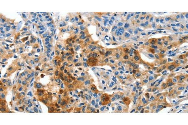 COG1 antibody