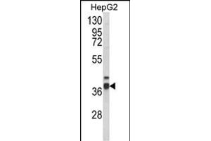 PECI/ECI2 antibody  (C-Term)