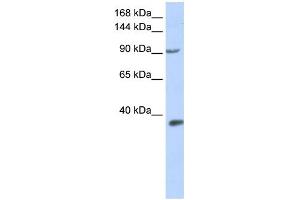 Image no. 1 for anti-Endothelial PAS Domain Protein 1 (EPAS1) (Middle Region) antibody (ABIN2779523)