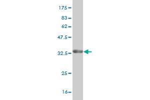 Western Blot detection against Immunogen (35.
