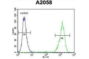 Image no. 1 for anti-RAB10, Member RAS Oncogene Family (RAB10) (AA 96-125), (Middle Region) antibody (ABIN954403)
