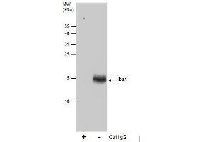 Image no. 4 for anti-Allograft Inflammatory Factor 1 (AIF1) (Center) antibody (ABIN2855067)