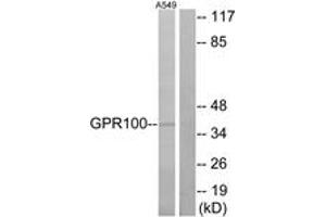 Western blot analysis of extracts from A549 cells, using GPR100 Antibody.