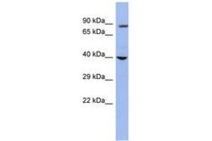 Image no. 1 for anti-WD Repeat Domain 45B (WDR45B) (AA 251-300) antibody (ABIN6742493)
