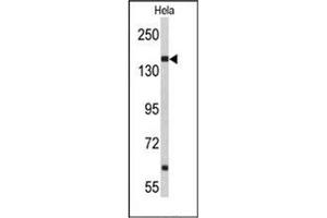 Image no. 2 for anti-Nucleoporin 153kDa (NUP153) (AA 65-94), (N-Term) antibody (ABIN953790)