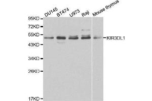 Image no. 1 for anti-Killer Cell Immunoglobulin-Like Receptor, three Domains, Long Cytoplasmic Tail, 1 (KIR3DL1) antibody (ABIN3015534)