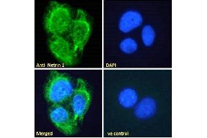 Image no. 3 for anti-Netrin 1 (NTN1) (C-Term) antibody (ABIN335150)