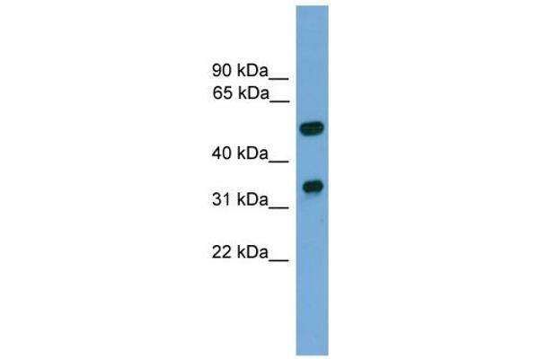 anti-Forkhead Box A3 (FOXA3) (C-Term) antibody