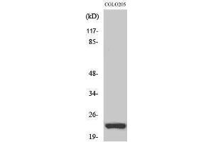 Image no. 1 for anti-Neuron-Specific Protein Family Member 1 (D4S234E) (Internal Region) antibody (ABIN3185813)
