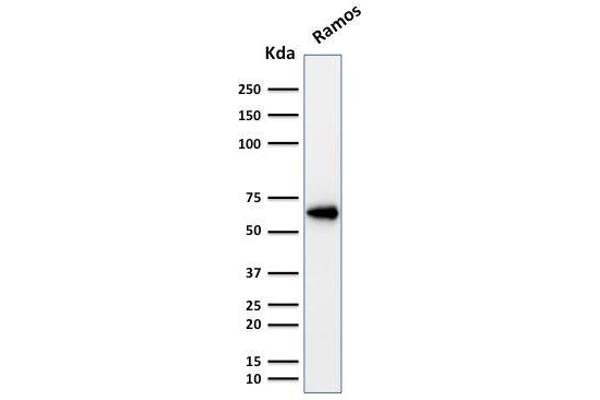 Oct-2 anticorps  (AA 112-297)