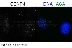 Image no. 1 for anti-Centromere Protein I (CENPI) (N-Term) antibody (ABIN2785895)