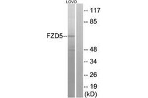 Image no. 1 for anti-Frizzled Family Receptor 5 (FZD5) (AA 461-510) antibody (ABIN1535683)
