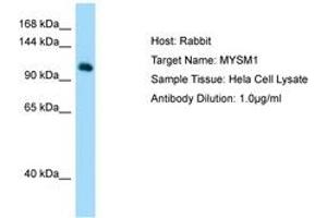 Image no. 1 for anti-Myb-Like, SWIRM and MPN Domains 1 (MYSM1) (AA 145-194) antibody (ABIN6750120)