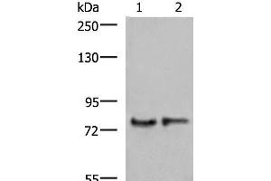 Western blot analysis of Human cerebrum tissue and Mouse brain tissue lysates using GPSM1 Polyclonal Antibody at dilution of 1:1000
