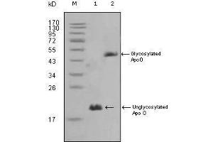 Image no. 1 for anti-Apolipoprotein O (APOO) antibody (ABIN968964)