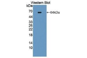 Image no. 1 for anti-TEK Tyrosine Kinase, Endothelial (TEK) (AA 44-341) antibody (ABIN1863207)