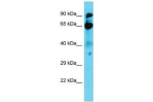 Host: Rabbit Target Name: NOL9 Sample Type: A549 Whole Cell lysates Antibody Dilution: 1.
