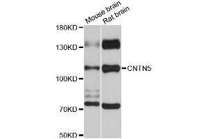 anti-Contactin 5 (CNTN5) antibody