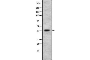 Image no. 1 for anti-Purinergic Receptor P2Y, G-Protein Coupled, 14 (P2RY14) antibody (ABIN6262049)