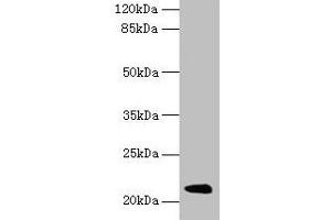 Major Urinary Protein 19 (MUP19) (AA 1-151) 抗体