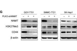 NNMT regulates intracellular methylation potential and CD44 transcription by inhibiting histone H3K27 methylation.