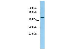 XXYLT1 抗体  (C-Term)