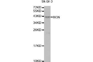 Image no. 1 for anti-Biglycan (BGN) (AA 20-230) antibody (ABIN1678858)
