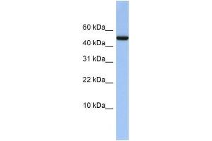 Image no. 2 for anti-4-Aminobutyrate Aminotransferase (ABAT) (Middle Region) antibody (ABIN1105153)