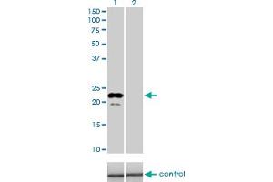 Image no. 1 for anti-Apolipoprotein M (APOM) (AA 23-188) antibody (ABIN565963)