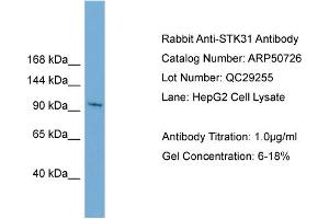 Image no. 2 for anti-serine/threonine Kinase 31 (STK31) (N-Term) antibody (ABIN2784304)