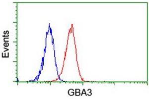 Image no. 3 for anti-Glucosidase, Beta, Acid 3 (Cytosolic) (GBA3) (AA 1-150), (AA 370-469) antibody (ABIN1490581)