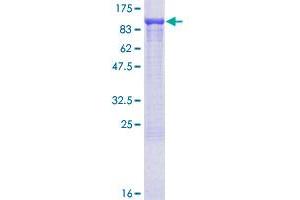 Image no. 1 for rho Guanine Nucleotide Exchange Factor (GEF) 6 (ARHGEF6) (AA 1-776) protein (GST tag) (ABIN1345562)