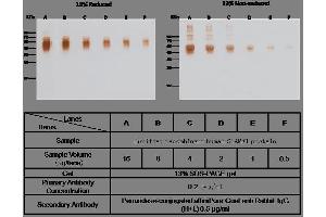 Image no. 3 for anti-Signaling Lymphocytic Activation Molecule Family Member 1 (SLAMF1) (AA 1-258) antibody (ABIN1997633)