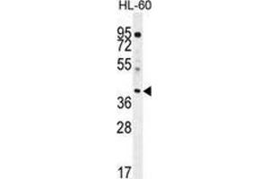 Image no. 2 for anti-ELMO/CED-12 Domain Containing 2 (ELMOD2) (AA 258-287), (C-Term) antibody (ABIN952067)