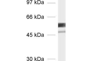 Image no. 1 for anti-alpha Tubulin (TUBA1) (AA 443-449) antibody (ABIN1742550)