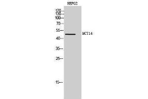 Image no. 1 for anti-Solute Carrier Family 16, Member 14 (Monocarboxylic Acid Transporter 14) (SLC16A14) (Internal Region) antibody (ABIN3185495)